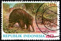 [Wildlife, タイプ AII]