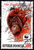 [Endangered Animals - The Orangutan, typ AXE]