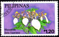 [Cultivated Mussaendas, type AOL]