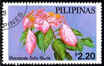 [Cultivated Mussaendas, type AOM]