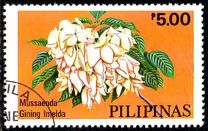 [Cultivated Mussaendas, type AOO]