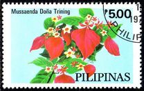 [Cultivated Mussaendas, type AOP]