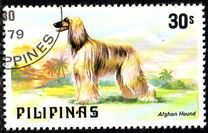 [Dogs and Cats, type AOT]