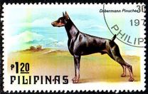 [Dogs and Cats, type AOV]