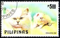 [Dogs and Cats, type AOY]