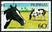 [Horses, type EIT]