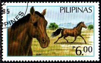 [Horses, type EIV]