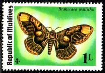 [Butterflies and Moth, type VL]