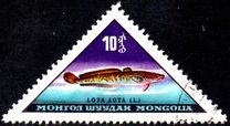 [Fish, տեսակ JL]