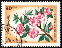 [Local Flowers, type OE]