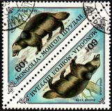 [Small Fur Animals, Tip ACC]