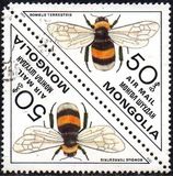 [Inscects - Bees and Wasps, Typ ZUE]