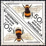 [Inscects - Bees and Wasps, Typ ZUE]
