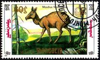 [Siberian Musk Deer, 유형 BWF]