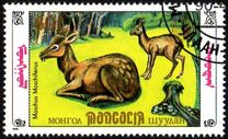 [Siberian Musk Deer, 유형 BWG]