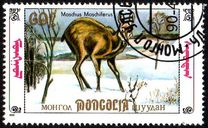 [Siberian Musk Deer, 유형 BWH]