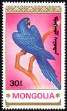 [Parrots, type BYF]