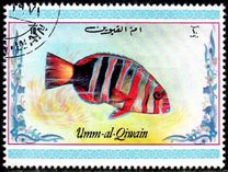 [Tropical Fish, Tipo ACH]