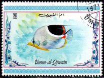 [Tropical Fish, Tipo ACK]