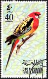 [Parrots, tegund WU]