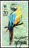 [Parrots, tegund WW]