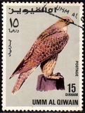 [Birds - Falcons, type HQ]