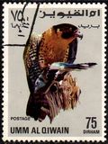 [Birds - Falcons, type HT]
