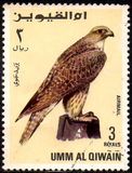 [Birds - Falcons, type HW]