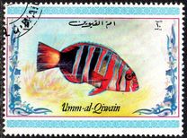 [Tropical Fish, Tipo ACH]