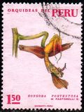 [Peruvian Flora - Orchids, type SN]