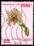 [Peruvian Flora - Orchids, type SQ]
