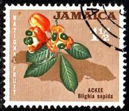 [Local Motifs, тип FY]