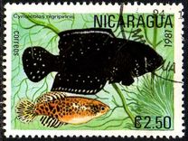 [Tropical Fish, Typ BCR]