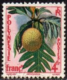 [Breadfruit, Typ I]