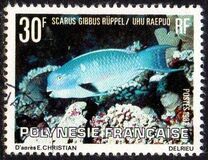 [Fish, tip LQ]