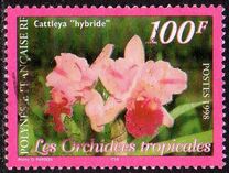 [Orchids, Typ ABN]