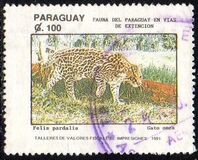 [Endangered Mammals, type DZI]