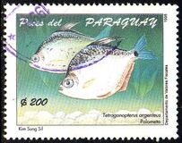 [Native Fish, 유형 EGI]