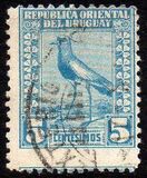 [Southern Lapwing, type FO4]