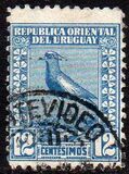[Southern Lapwing, type FO6]