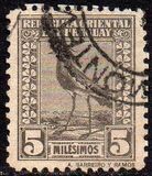 [Southern Lapwing, type FV]