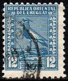 [Southern Lapwing, Tipe GI]