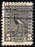[Southern Lapwing, Tipe GD]
