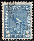 [Southern Lapwing, Tipe GH]