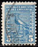 [Southern Lapwing, Tipe GH]