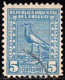[Southern Lapwing, Tipe GH]