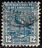 [Southern Lapwing, Tipe GI]