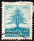 [Cedar of Lebanon,  Baalbek and Beaufort, type XDK2]