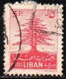 [Cedar of Lebanon,  Baalbek and Beaufort, type XDK3]