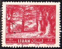 [Cedar of Lebanon, Zahle, tegund HV3]